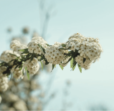 Posteo de blog Luna Template